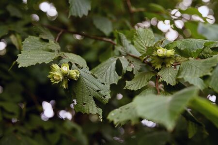 Green hazelnut with leaves.の写真素材