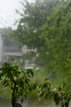 Rain drops on window and plants in interior.