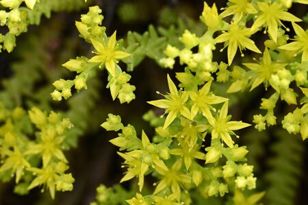 Yellow tiny flowers.