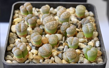 Lithops - Blooming stones.の写真素材