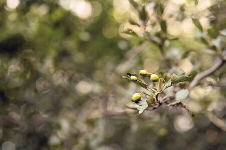 Green Hawthorn berries on a twig.の写真素材