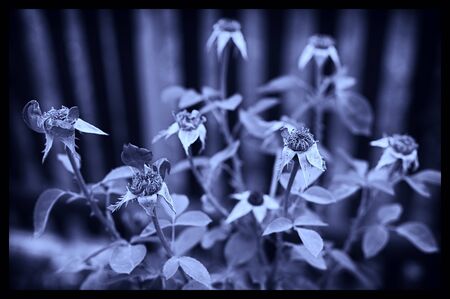 Blooming Rose Flowers in Blue Tint.の写真素材