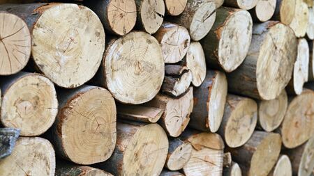 Cut beech logs.の写真素材