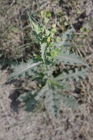 Blooming green thistle in nature.