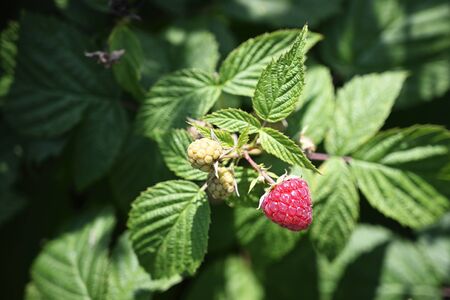 Ripe red raspberry on plant.