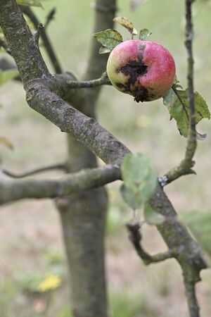 Infected apple on tree.の写真素材