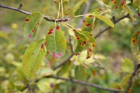 Rust pear - infested leaves on  tree.