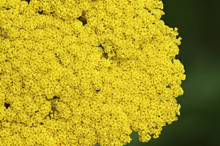 Yellow ornamental yarrow flowers.の写真素材