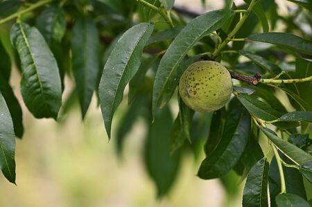 Unripe Peach Fruit on a Twig in Detail with Green Leaves.