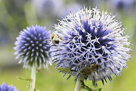 Echinops sphaerocephalus - Bleacher flower and pollinating bee.の写真素材