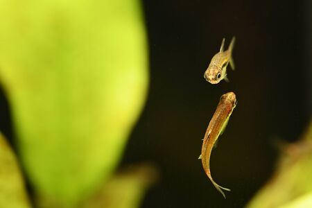 Boraras brigittae - A small fish in an aquarium.