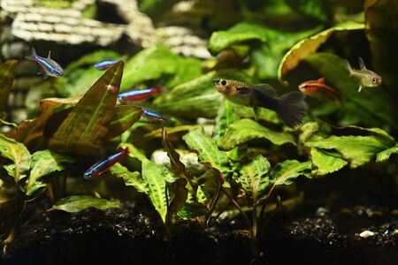 Poecilia - Aquarium fish female peacock butterfly.の写真素材