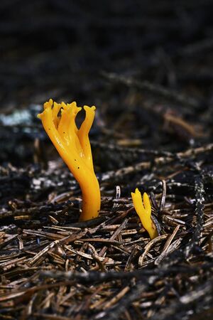 Inedible Boletus of Orange Color of Shoot Shape.の写真素材