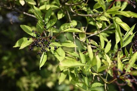 Black Elderberry fruits and green leaves.の写真素材