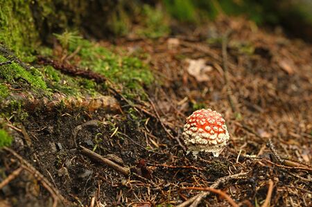 Amanita muscaria - Amanita muscaria growing in the forest.の写真素材