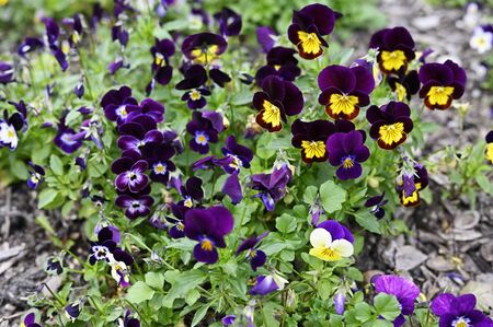 Colorful flowers pansies next to each other.