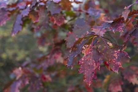 Red leaves of oak tree.の写真素材