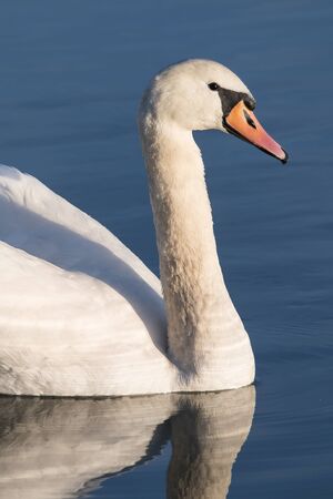 Adult swan floating on the surface.の写真素材