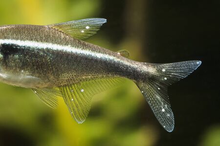 Neonka freshwater aquarium fish with white dot meal.