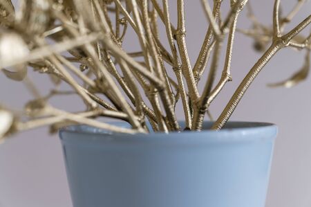 Shiny Leaves of Golden Mistletoe and Blue Bright Flower Pot.の写真素材