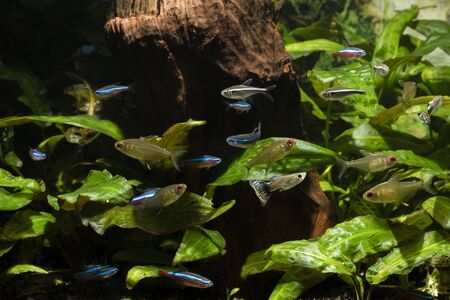 A mixture of freshwater fish in an aquarium with a root in the background and green leaves.