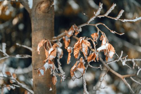 Rusty dry leaves on a beech tree in winter with snow.