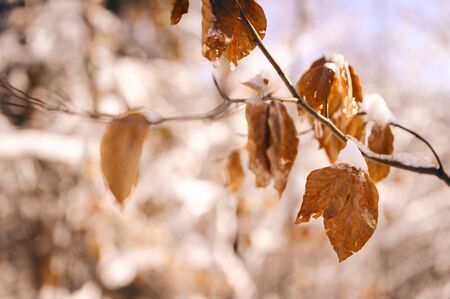 Snow covered beech leaves outdoors in nature.