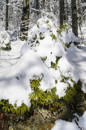 Snowy branches of spruce in nature.の写真素材