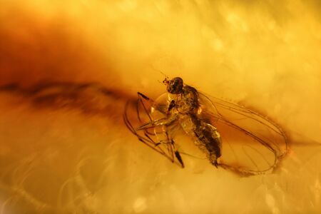 Macro of a fly in Amber.の写真素材