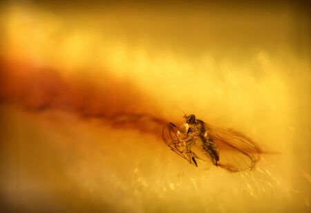 Macro of a fly in Amber.の写真素材