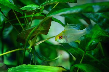 Mikrogeophagus ramirezi Electric blue - white fish with blue glow on fins.の写真素材