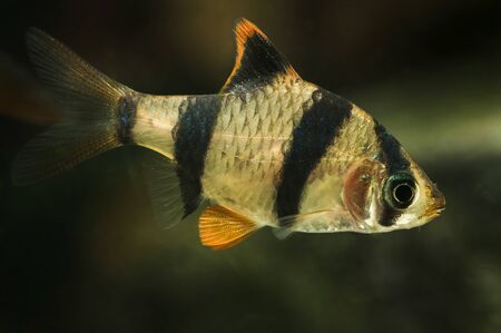 Puntius tetrazona - Macro of aquarium fish with four stripes.の写真素材