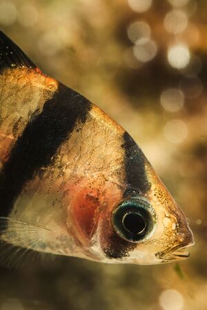 Puntius tetrazona - Macro of aquarium fish with four stripes.の写真素材