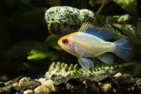 Mikrogeophagus ramirezi Electric blue - white fish with blue glow on fins.の写真素材