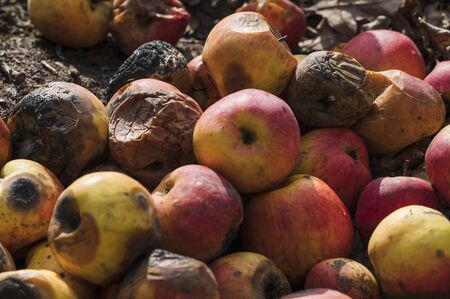 Rotting colorful apples.の写真素材
