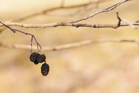 Alder cones.の写真素材