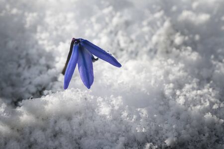 Blue flower snowdrops in snow.の写真素材