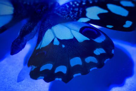 Detail of wing in UV light.