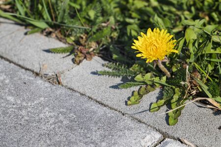 Yellow dandelion flower growing by the sidewalk.の写真素材