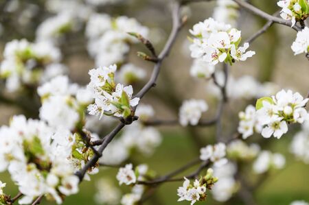 Pear blossoms on a twig.