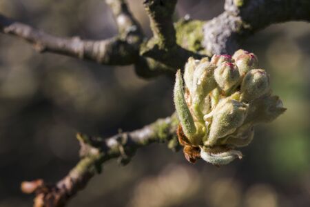 Apple blossom bud in detail.の写真素材