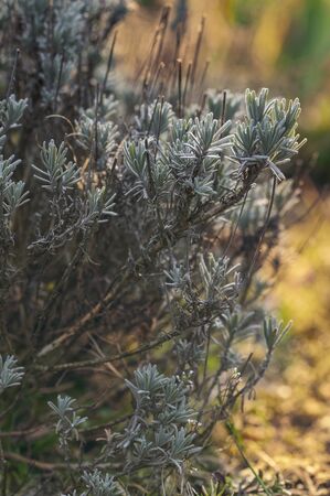 Gray lavender leaves outdoors in nature.の写真素材