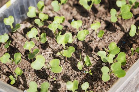 Young seedlings of kohlrabi in detail.の写真素材
