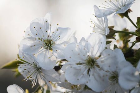 White flowers of cherries in detail.