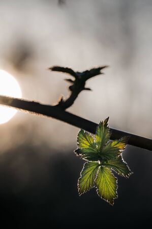 Shoots of green leaves on a blackberry stem with the setting sun in the background.の写真素材