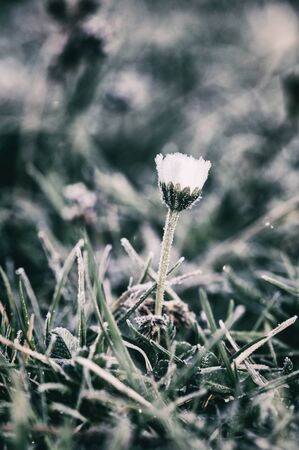 Side view of a daisy flower with icing.の写真素材