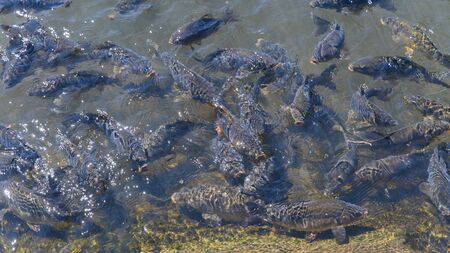 Many carp at the surface.の写真素材