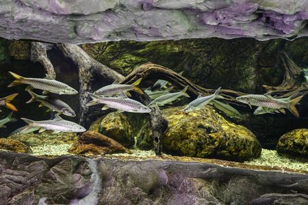 Big fish in a big aquarium.