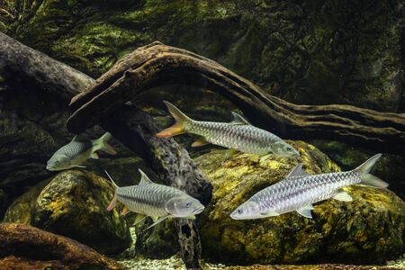 Big fish in a big aquarium.