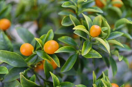 Small orange tangerine fruit outdoors on a tree.の写真素材